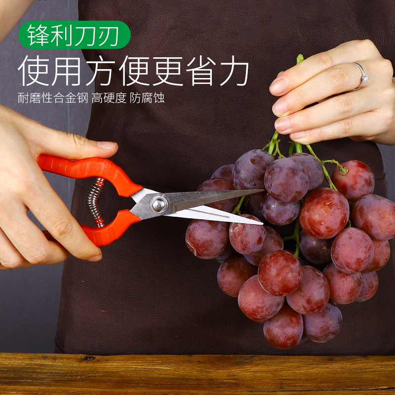 grape Dedicated scissors Alice head Fruits and vegetables Pruner fruit Orange Fruit tree Pickingin the Flower delivery/Flowers simulation/Plants gardening , Gardening supplies , Gardening/Knife/Scissors/Saw (New) , Scissors category - from Buy2taobao.com to provide professional Taobao agent buy service