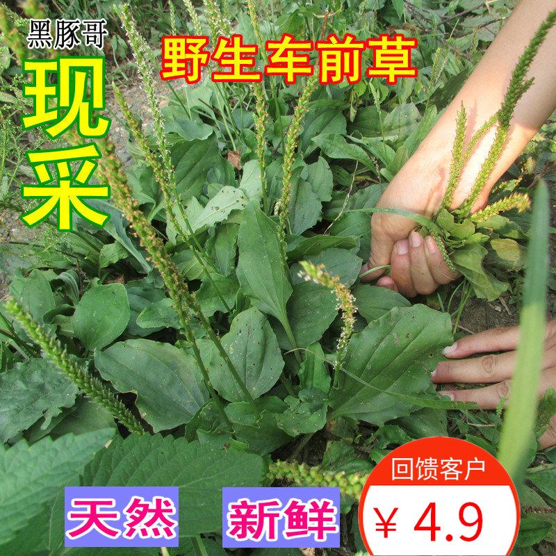 fresh Plantain Catty Pick natural wild Dandelion effect Petsin the Aquatic meat/Fresh fruits and vegetables/Cooked , Fresh vegetables/Vegetable products , Fresh vegetables , Other category - from Buy2taobao.com to provide professional Taobao agent buy service