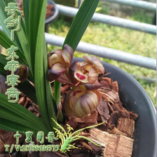 正品兰花春剑东帝摩荷 室内阳台绿植盆栽花卉 矮种浓香名贵兰花苗|msdalam kategori penghantaran bunga/bunga simulasi/tumbuhan berkebun, bunga/Tumbuh-tumbuhan tumbuh-tumbuhan pasu (baru), bunga - dari Buy2taobao.com untuk memberikan perkhidmatan ejen Taobao profesional membeli