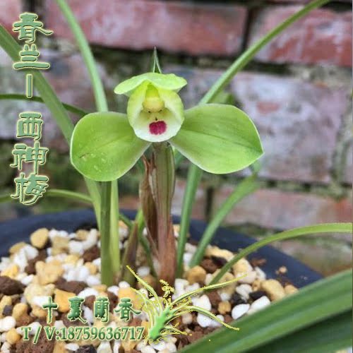 正品兰花春兰 西神梅 室内阳台绿植盆栽花卉水仙瓣浓香名贵兰花苗|msdalam kategori penghantaran bunga/bunga simulasi/tumbuhan berkebun, bunga/Tumbuh-tumbuhan tumbuh-tumbuhan pasu (baru), bunga - dari Buy2taobao.com untuk memberikan perkhidmatan ejen Taobao profesional membeli