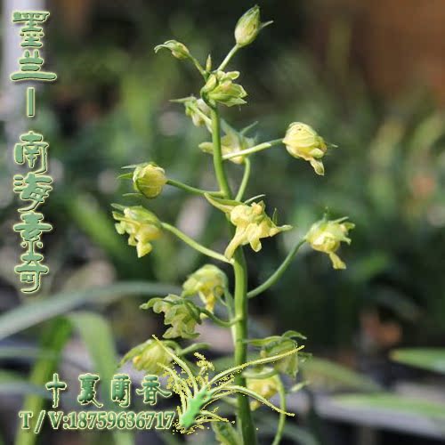 正品蘭花墨蘭南海素奇室內陽台綠植盆栽素心掃尾藝奇花名貴蘭花苗在類目 鮮花速遞/花卉仿真/綠植園藝, 花卉/綠植盆栽(新), 花卉中 - 來自Buy2taobao.com提供專業的淘寶代購服務