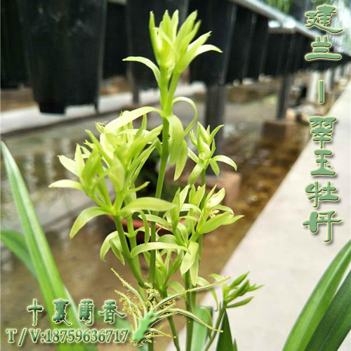 quality goods orchid Four Seasons Portland Cymbidium Jade peony Strong fragrance indoor balcony Green plant Potted plantin the Flower delivery/Flowers simulation/Plants gardening , Flowers/Potted plants (New) , Plants category - from Buy2taobao.com to provide professional Taobao agent buy service