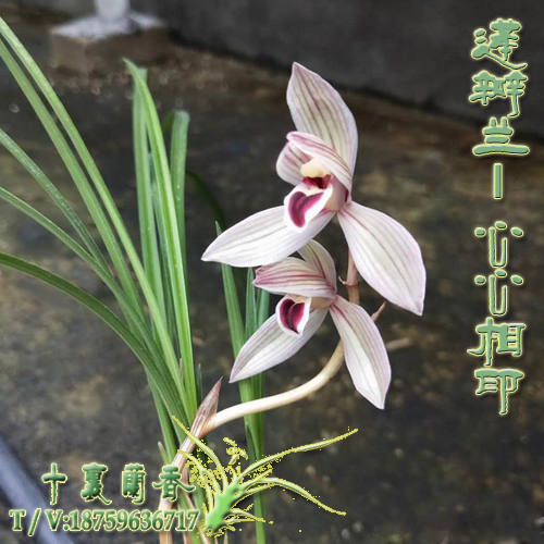 正品兰花莲瓣兰心心相印室内阳台绿植盆栽云南色花名贵老种兰花苗|ruв категории доставка цветов/цветок моделирования/растения садоводства, цветок/растения в горшках (новый), цветок - от Buy2taobao.com для оказания профессиональной услуги покупки агента Taobao