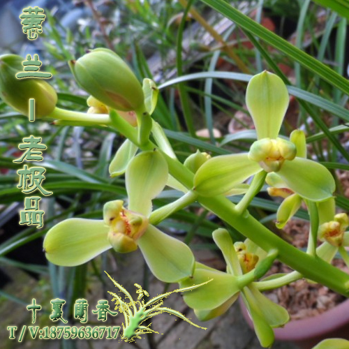 正品蘭花蕙蘭新八種老極品 室內陽台綠植盆栽花卉 名貴老種蘭花苗在類目 鮮花速遞/花卉仿真/綠植園藝, 花卉/綠植盆栽(新), 花卉中 - 來自Buy2taobao.com提供專業的淘寶代購服務