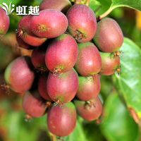 软枣,猕猴桃-子奇异莓果60颗顺丰东北丹东野生