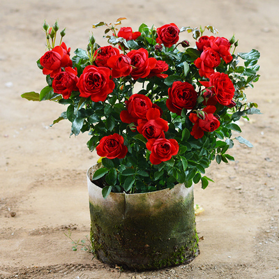 玫瑰花苗盆栽带花苞月季花苗特大花卉绿植物室内好养阳台四季开花