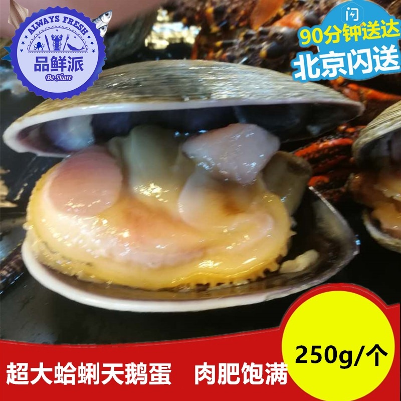 水产海鲜超大蛤蜊天鹅蛋鲜活紫石房蛤贝类烧烤刺身料理250g/个在类目 水产肉类/新鲜蔬果/熟食, 海鲜/水产品/制品, 贝类, 贝类制品中 - 来自Buy2taobao.com提供专业的淘宝代购服务