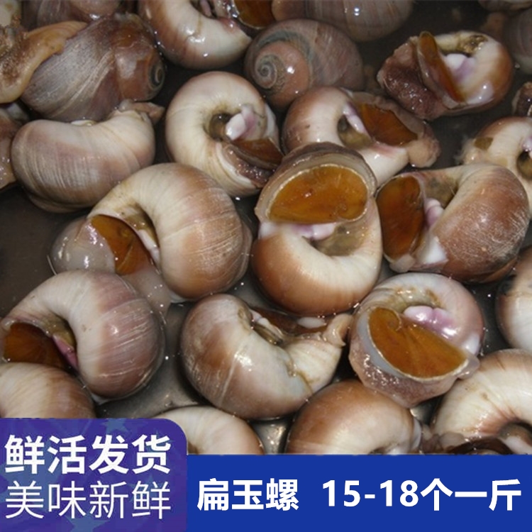 500g水产海螺大沙螺猫眼螺鲜活香螺新鲜扁玉螺肚脐螺在类目 水产肉类/新鲜蔬果/熟食, 海鲜/水产品/制品, 贝类, 贝类制品中 - 来自Buy2taobao.com提供专业的淘宝代购服务