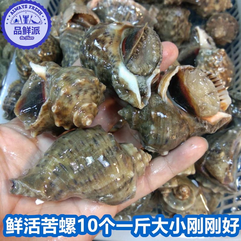 8个/斤野生鲜活苦螺香螺大小海螺辣螺海捕海鲜活体发货在类目 水产肉类/新鲜蔬果/熟食, 海鲜/水产品/制品, 贝类, 贝类制品中 - 来自Buy2taobao.com提供专业的淘宝代购服务