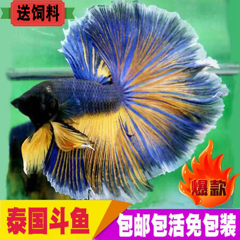 泰国斗鱼活体热带观赏鱼半月将军狮王马尾淡水宠物鱼耐活易养包邮在类目 宠物/宠物食品及用品, 水族世界, 鱼中 - 来自Buy2taobao.com提供专业的淘宝代购服务