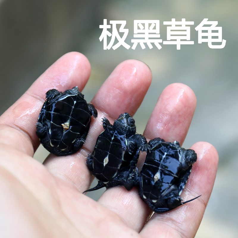 【萍子】2018年外塘中华草龟锦集金线黑墨草极黑金宠物龟活体乌龟|ruв категории животное/Животное питание и принадлежностей, аквариум мира, черепаха/черепаха - от Buy2taobao.com для оказания профессиональной услуги покупки агента Taobao