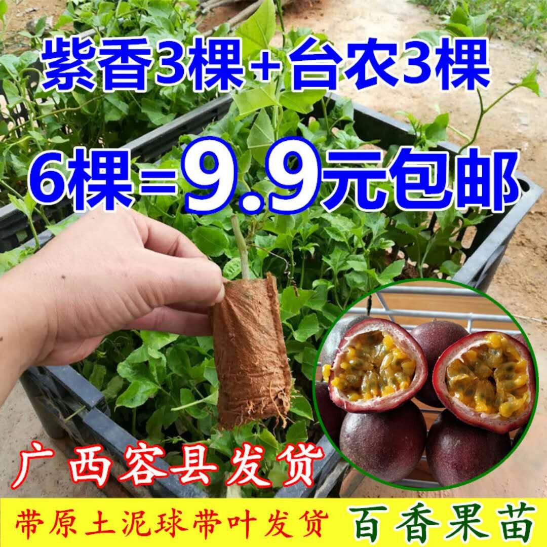 广西百香果苗包邮 鸡蛋果 西番莲苗南北方盆栽地栽 广西容县发货|msdalam kategori penghantaran bunga/bunga simulasi/tumbuhan berkebun, 花园植物/行道树/果树, 果树 - dari Buy2taobao.com untuk memberikan perkhidmatan ejen Taobao profesional membeli