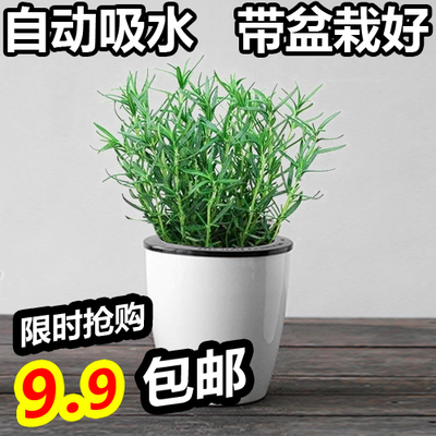 绿植盆栽 迷迭香 驱蚊虫 西餐料理花卉 净化空气香草盆栽