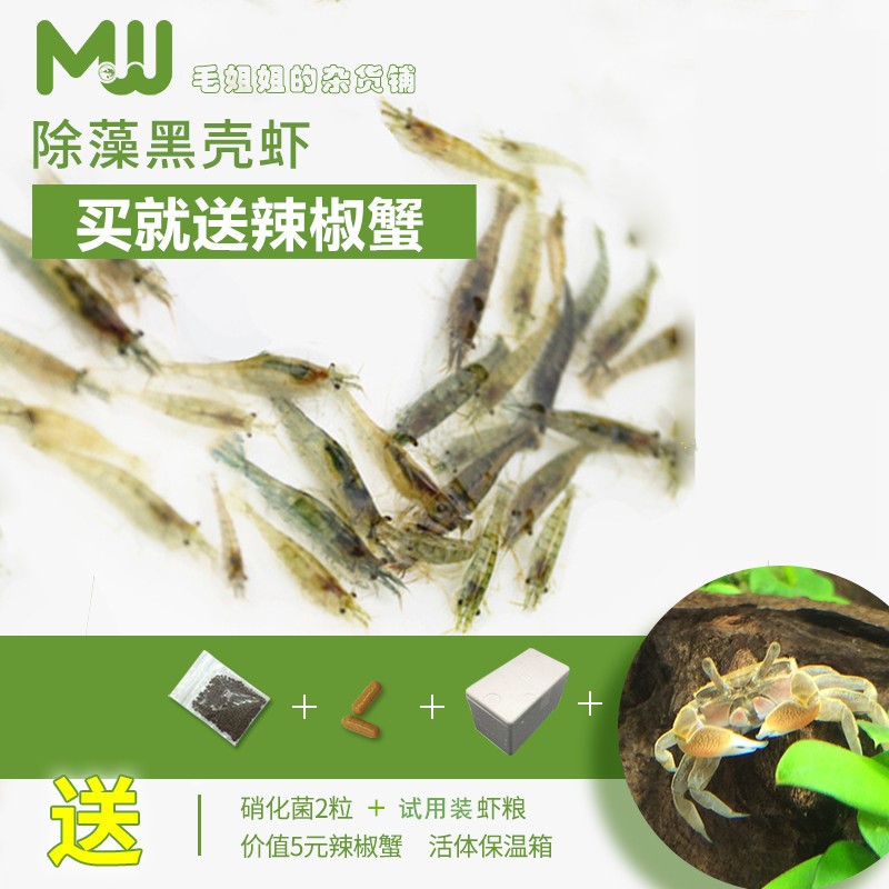 Black shell shrimp Small cylinder clean fish tank feed Ornamental shrimp Tortoise Aquarium tool Landscapingin the Pet/Pet food and supplies , Aqua World , Shrimp category - from Buy2taobao.com to provide professional Taobao agent buy service