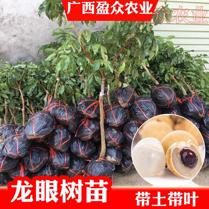 龙眼树苗石硖储良嫁接石峡双季桂圆四季龙眼果苗南方种植盆栽地栽在类目 鲜花速递/花卉仿真/绿植园艺, 花园植物/行道树/果树, 果树中 - 来自Buy2taobao.com提供专业的淘宝代购服务