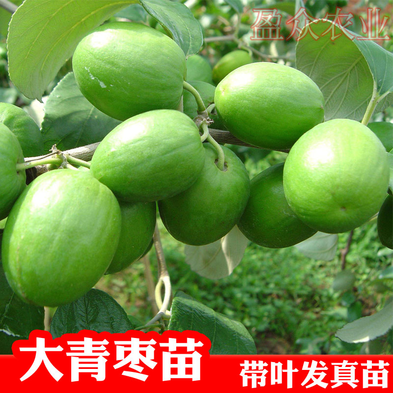 台湾大青枣苗 果苗 树苗 金丝蜜枣苗 当年挂果|ruв категории доставка цветов/цветок моделирования/растения садоводства, садовое растение/даосское дерево/фруктовых деревьев, фруктовых деревьев - от Buy2taobao.com для оказания профессиональной услуги покупки агента Taobao
