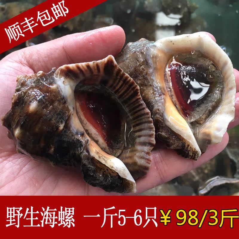 Lu Yao Seafood Size Conch meat Fresh wild Fishing Snails Shellfish precooked and ready to be eatenin the Aquatic meat/Fresh fruits and vegetables/Cooked , Seafood/Aquatic/Product , Shellfish , Shellfish Products category - from Buy2taobao.com to provide professional Taobao agent buy service