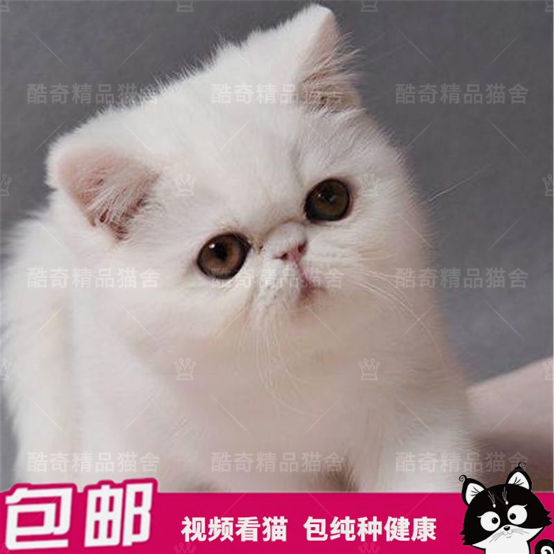 预售 现货 红虎斑加菲猫活体纯种宠物幼猫波斯猫异国短毛猫大脸猫|ruв категории животное/Животное питание и принадлежностей, кошка - от Buy2taobao.com для оказания профессиональной услуги покупки агента Taobao