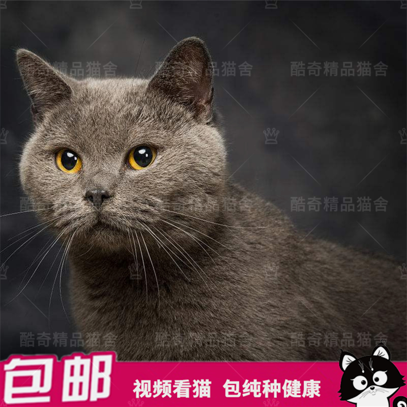純種精品英短藍貓幼貓活體家養寵物貓大臉貓藍胖子公江浙滬可上門在類目 寵物/寵物食品及用品, 貓咪中 - 來自Buy2taobao.com提供專業的淘寶代購服務