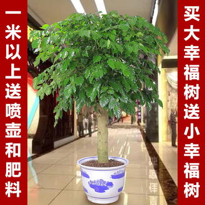 大幸福树平安树大客厅办公室绿植盆栽绿宝室内小盆栽大型盆栽花卉
