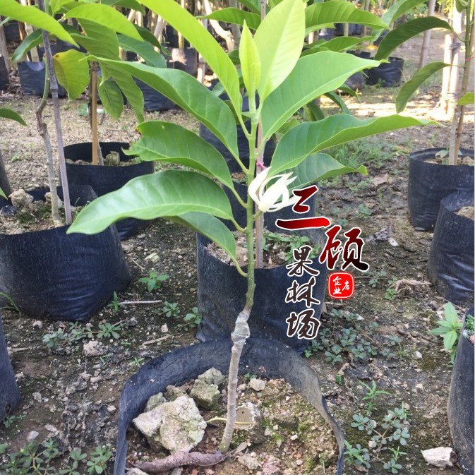 White Orchid Sapling Potted plant grafting balcony White Orchid Huangjiao Portland Magnolia Yellow fruit orchid Saplingin the Flower delivery/Flowers simulation/Plants gardening , Flowers/Potted plants (New) , Flowers category - from Buy2taobao.com to provide professional Taobao agent buy service