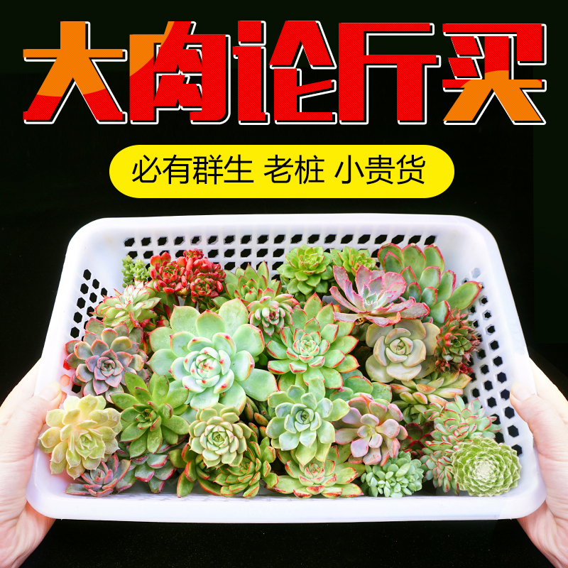 9.91 Succulent plants For many years flowers and plants Botany Potted plant wholesalein the Flower delivery/Flowers simulation/Plants gardening , Flowers/Potted plants (New) , Succulents category - from Buy2taobao.com to provide professional Taobao agent buy service