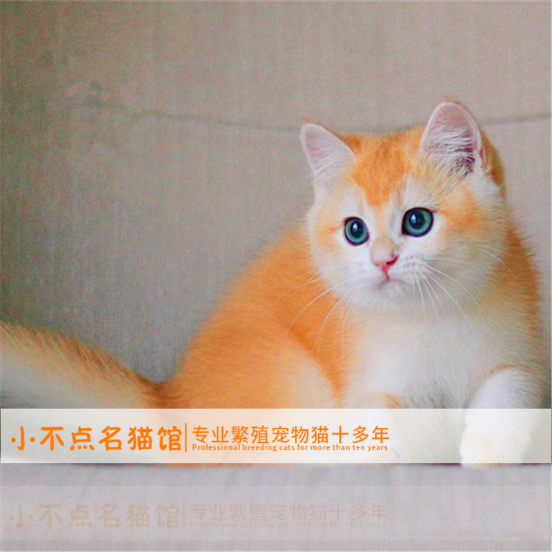 英短金渐层活体幼猫纯种绿眼银渐层幼崽小奶猫橘猫网红宠物猫蓝白|msdalam kategori haiwan peliharaan/makanan haiwan dan bekalan, Kitty - dari Buy2taobao.com untuk memberikan perkhidmatan ejen Taobao profesional membeli
