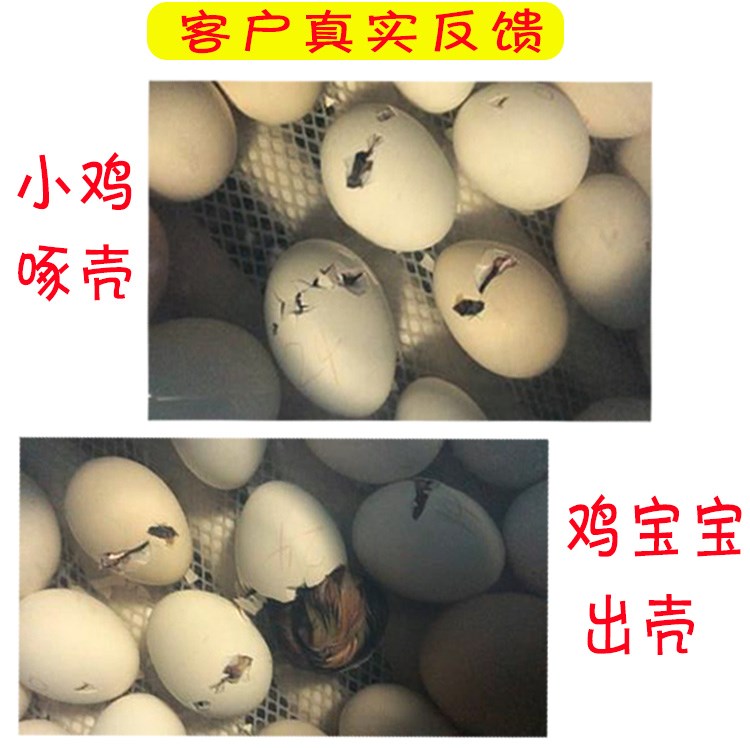 智能水床孵化机全自动家用小型孵化器20枚鸡鸭鹅鸽子蛋孵化箱设备|msdalam kategori perkakasan/alat, instrumen, Peralatan elektrik - dari Buy2taobao.com untuk memberikan perkhidmatan ejen Taobao profesional membeli