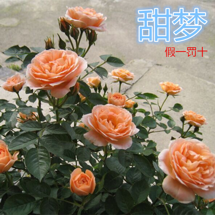 【四季colour】甜夢 藤本月季花苗爬藤攀緣花卉多季節開花小花朵在類目 鮮花速遞/花卉仿真/綠植園藝, 花卉/綠植盆栽(新), 花卉中 - 來自Buy2taobao.com提供專業的淘寶代購服務