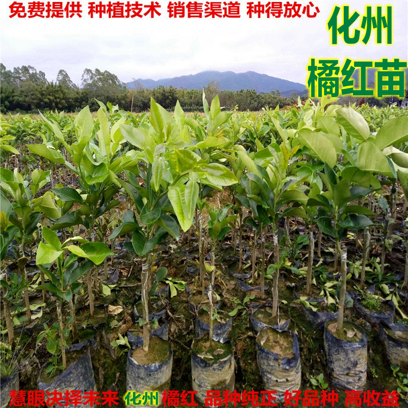 正毛化橘红苗 化州橘红果苗 化州药用特产 桔红树苗 橘红嫁接苗结|msdalam kategori penghantaran bunga/bunga simulasi/tumbuhan berkebun, 花园植物/行道树/果树, 果树 - dari Buy2taobao.com untuk memberikan perkhidmatan ejen Taobao profesional membeli