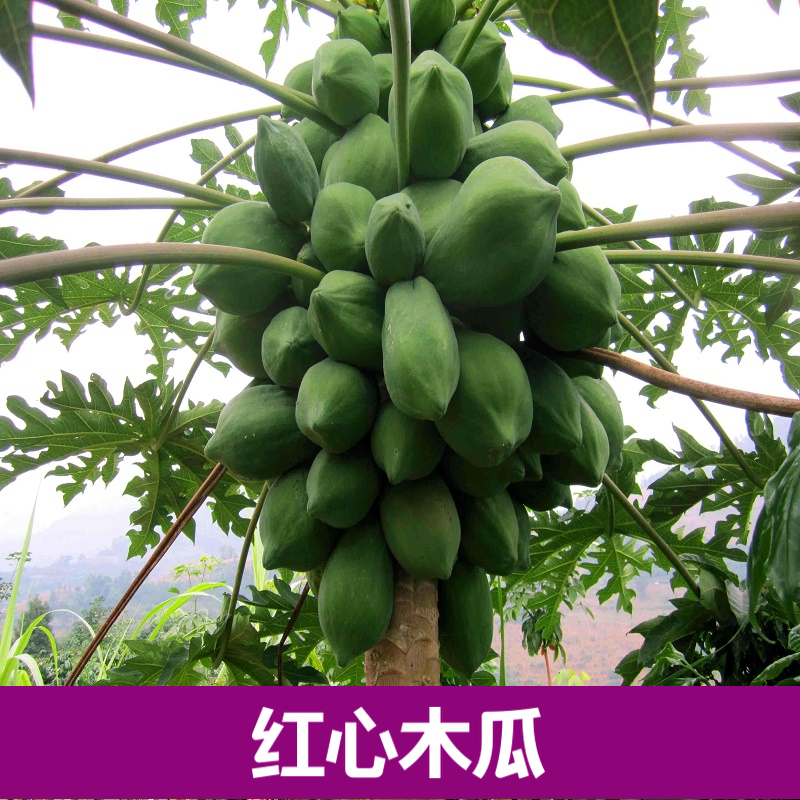 New type Papaya Red meat Red Papaya Fruit tree seedlings Papaya Papaya seedlings Nutrition bag Mailin the Flower delivery/Flowers simulation/Plants gardening , Garden Plants/Trees/Fruit tree, Fruit tree category - from Buy2taobao.com to provide professional Taobao agent buy service