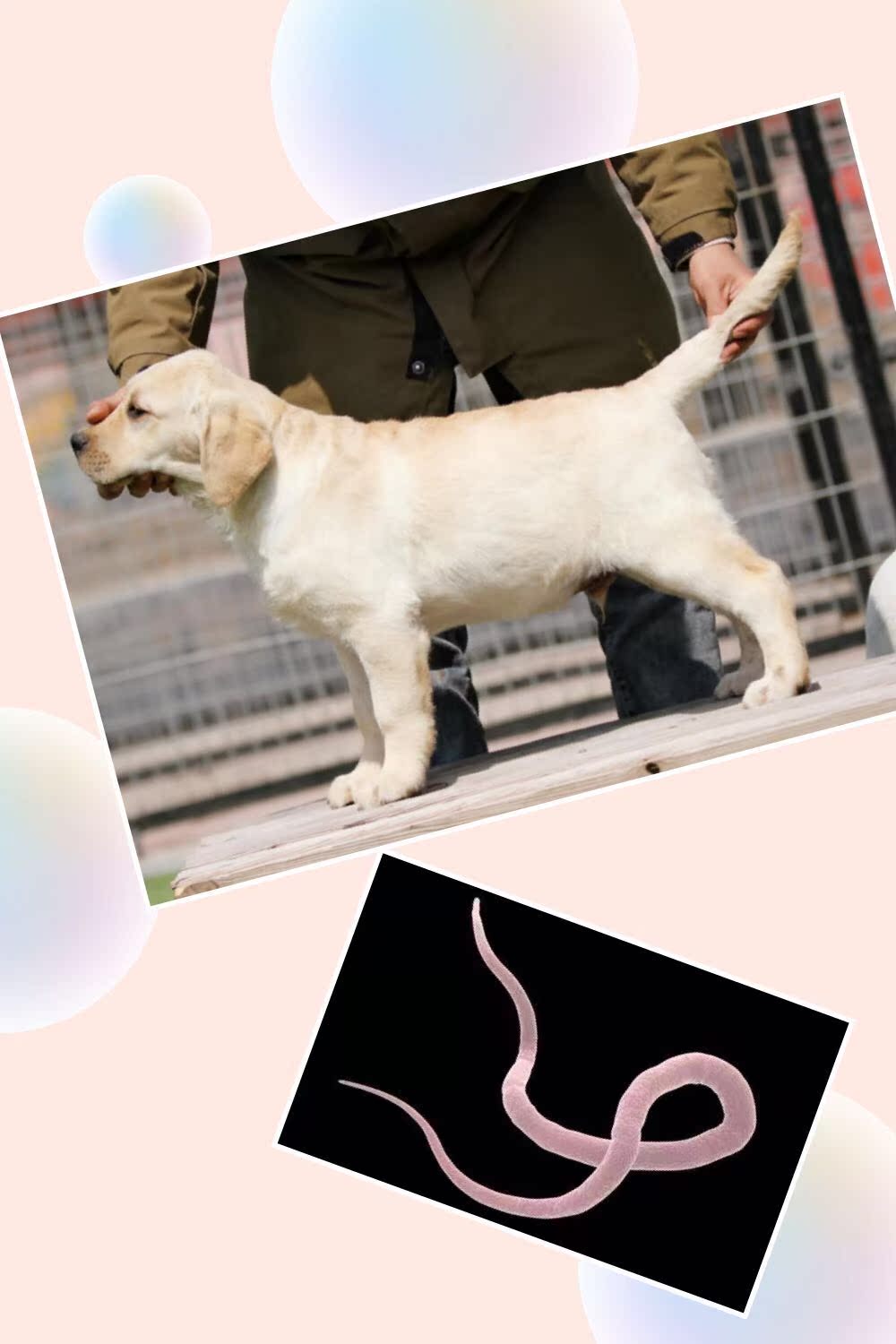 犬辛宝盒(6粒)(23-45KG)|msdalam kategori haiwan peliharaan/makanan haiwan dan bekalan, Cat/produk penjagaan kesihatan anjing - dari Buy2taobao.com untuk memberikan perkhidmatan ejen Taobao profesional membeli