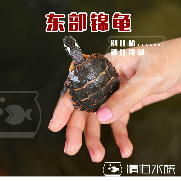 东锦龟 东部锦龟 东锦苗 东锦龟苗生猛活泼 包健康包邮包风险|ruв категории животное/Животное питание и принадлежностей, аквариум мира, черепаха/черепаха - от Buy2taobao.com для оказания профессиональной услуги покупки агента Taobao