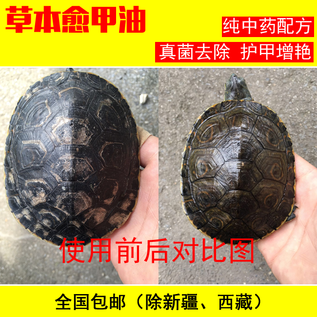 草本愈甲油 龟药乌龟真菌甲壳发白有白点白斑 龟甲修复真菌净|ruв категории животное/Животное питание и принадлежностей, рептилии/насекомых и принадлежностей, рептилии/насекомых медицинских - от Buy2taobao.com для оказания профессиональной услуги покупки агента Taobao