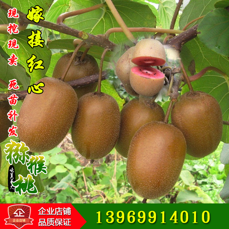 Kiwi Red Cherry courtyard Blueberry Fruit tree seedlings Potted plant Grafted South North plantin the Flower delivery/Flowers simulation/Plants gardening , Garden Plants/Trees/Fruit tree, Fruit tree category - from Buy2taobao.com to provide professional Taobao agent buy service