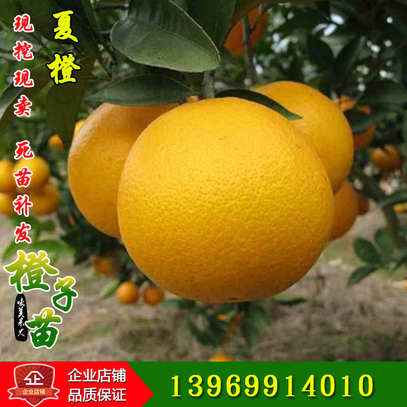 Orange Gannan Red meat Navel Orange Blood Orange Valencia Grafted Potted plant North and South plantin the Flower delivery/Flowers simulation/Plants gardening , Garden Plants/Trees/Fruit tree, Fruit tree category - from Buy2taobao.com to provide professional Taobao agent buy service