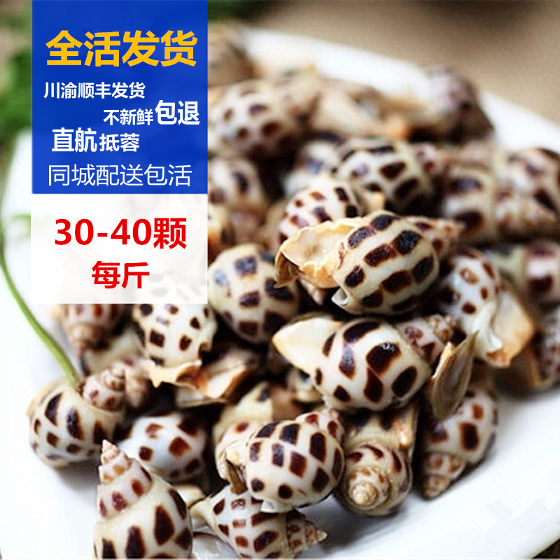 成都海鲜配送 鲜活花螺 东风螺 海猪螺 南风螺 肉质鲜美 酥脆爽口在类目 水产肉类/新鲜蔬果/熟食, 海鲜/水产品/制品, 贝类, 贝类制品中 - 来自Buy2taobao.com提供专业的淘宝代购服务