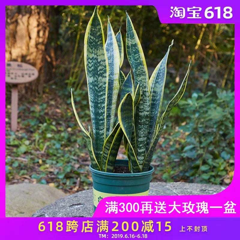 Sansevieria Botany indoor Potted plant large Phnom Penh Sansevieria a living room Clean air A new house Renovation Formaldehyde absorptionin the Flower delivery/Flowers simulation/Plants gardening , Flowers/Potted plants (New) , Plants category - from Buy2taobao.com to provide professional Taobao agent buy service