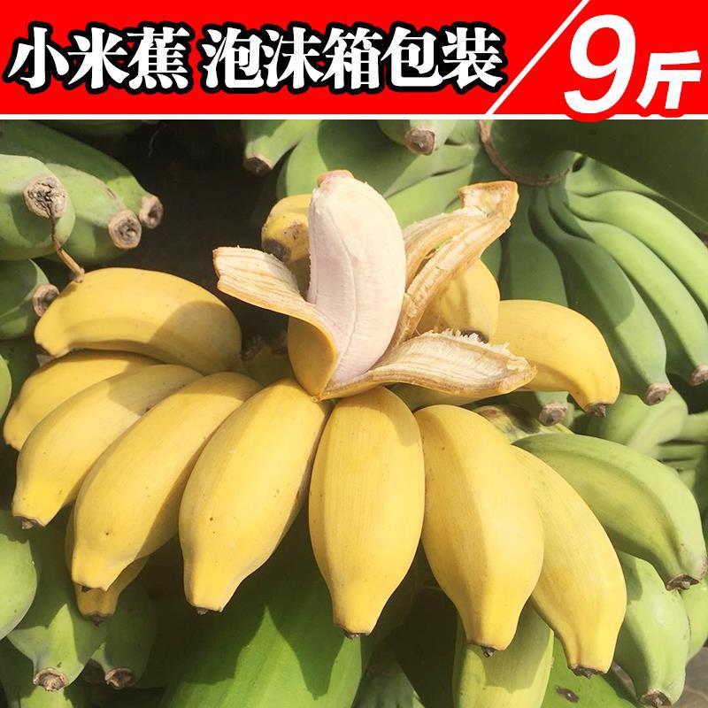 香蕉广西小米蕉带箱10斤新鲜水果苹果粉芭蕉带箱非5海南帝王包。|ruв категории водной мясо/свежие фрукты и овощи/еда, свежие фрукты, банан - от Buy2taobao.com для оказания профессиональной услуги покупки агента Taobao