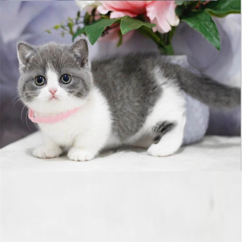 纯种蓝猫英短布偶蓝白美短波斯猫渐层暹罗金吉拉折耳活体宠物猫咪|msdalam kategori haiwan peliharaan/makanan haiwan dan bekalan, Kitty - dari Buy2taobao.com untuk memberikan perkhidmatan ejen Taobao profesional membeli