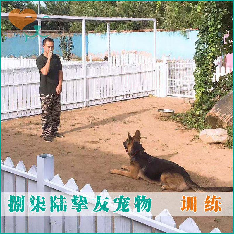 挚友宠物◆北京专业狗狗训练学校 定制训犬班 驯犬训练班 可上门在类目 宠物/宠物食品及用品, 宠物生活服务, 宠物训练中 - 来自Buy2taobao.com提供专业的淘宝代购服务