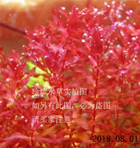 水草迷你红蝴蝶 红蝴蝶 (一枝)(100%自产)珍珍水草拍15枝包圆通在类目 宠物/宠物食品及用品, 水族世界, 鱼缸等水族设备, 水草中 - 来自Buy2taobao.com提供专业的淘宝代购服务
