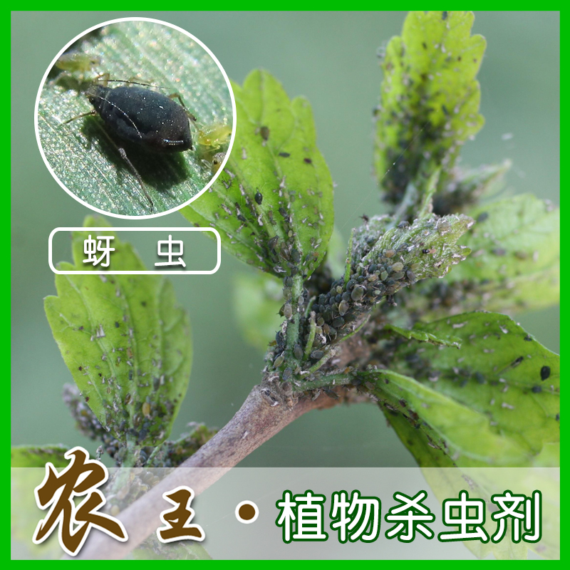 园艺药剂 蔬菜花卉 植物杀虫剂 蚜虫 白粉虱 蓟马 定威 袋在类目 鲜花速递/花卉仿真/绿植园艺, 园艺用品, 其它园艺用品中 - 来自Buy2taobao.com提供专业的淘宝代购服务