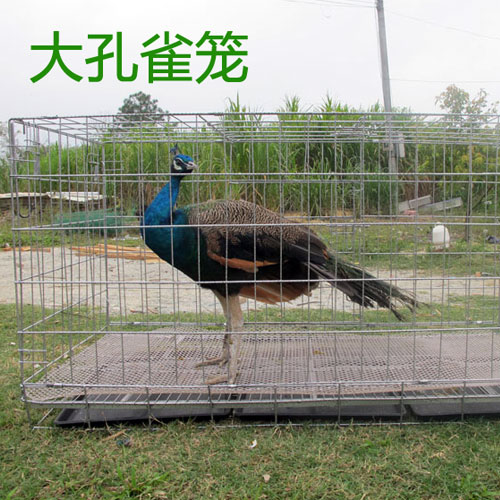 undefined3 1 years Blue Peacock Breeding cageundefinedin the Pet/Pet food and supplies , Birds and supplies , Birdcage category - from Buy2taobao.com to provide professional Taobao agent buy service