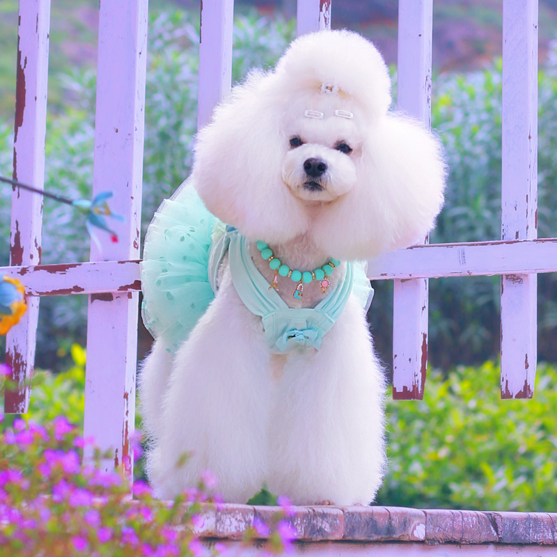 妮克威尔nicovaer宠物用品泰迪狗衣服小型犬 多层网纱公主裙|msdalam kategori haiwan peliharaan/makanan haiwan dan bekalan, Haiwan pakaian dan aksesori, haiwan pakaian/baju hujan - dari Buy2taobao.com untuk memberikan perkhidmatan ejen Taobao profesional membeli