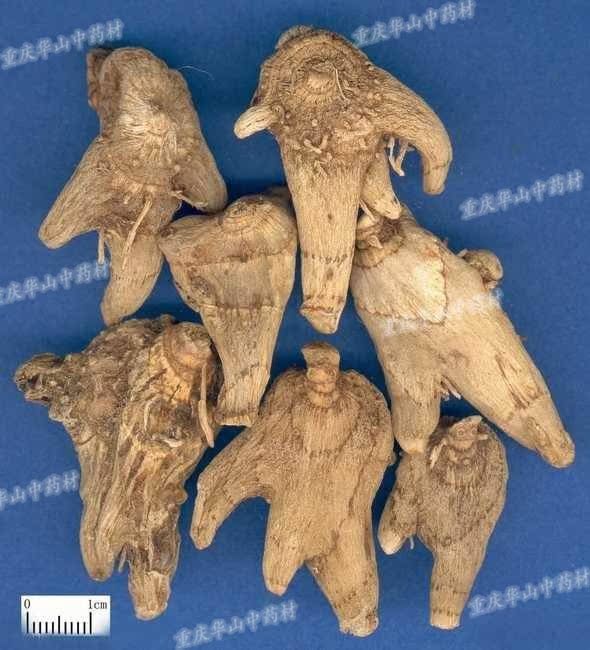 白芨250g包邮旱白芨无硫干燥四川三叉白及在类目 粮油米面/南北干货/调味品, 南北干货/肉类干货, 干货/土特产, 其它中 - 来自Buy2taobao.com提供专业的淘宝代购服务