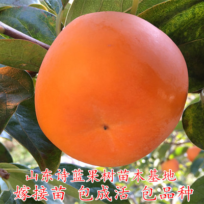 脆甜柿子树苗 日本次郎甜柿子苗 嫁接苗当年结果地栽南方北方种植