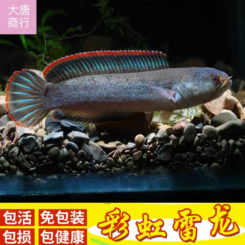 Arowana living thing Brontosaurus Colorful Coldwater Arowana Freshwater fish Ornamental fish living thing Ferocious Rainbow Brontosaurusin the Pet/Pet food and supplies , Aqua World , Fish category - from Buy2taobao.com to provide professional Taobao agent buy service