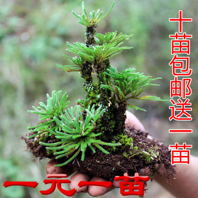 野生新鲜九死还魂草卷柏造景微型盆景盆栽桌面花卉多肉绿植物菖蒲