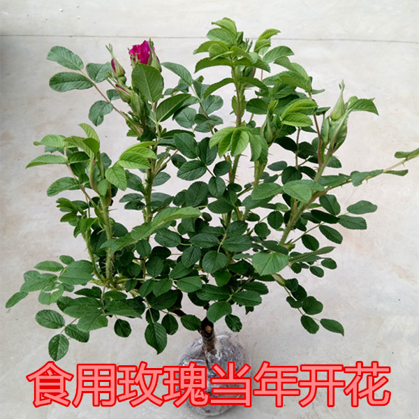 盆栽可食用玫瑰花苗大马士革一号嫁接玫瑰当年开花可做玫瑰茶包邮在类目 鲜花速递/花卉仿真/绿植园艺, 花卉/绿植盆栽(新), 花卉中 - 来自Buy2taobao.com提供专业的淘宝代购服务